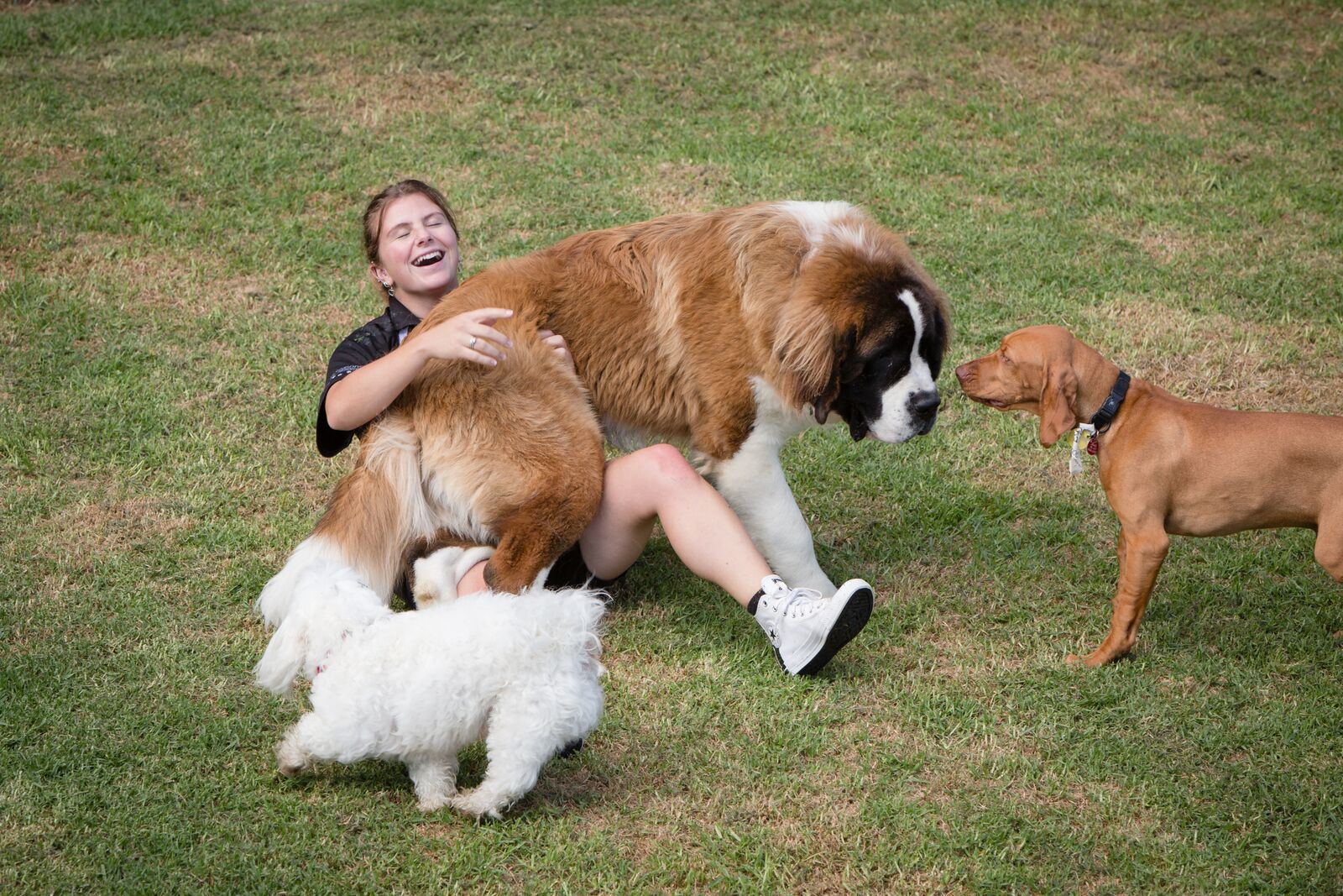 Dog Boarding Kennels South Auckland Doggy Day Care Services Auckland